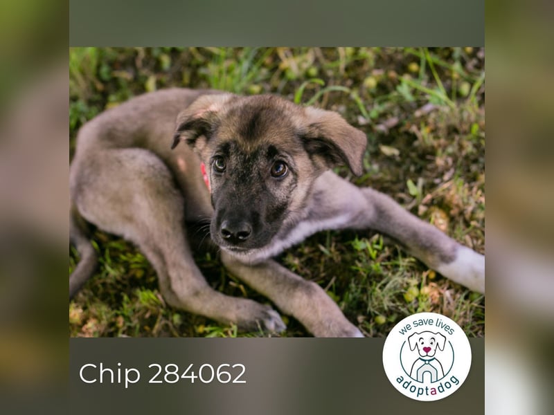 Chip 284062 sucht ein Zuhause