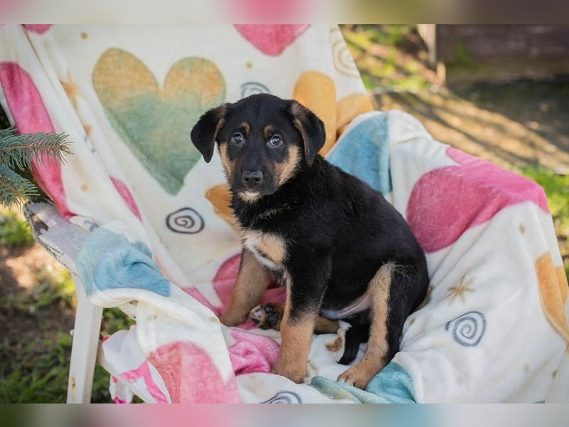 Chip 271308 sucht ein Zuhause