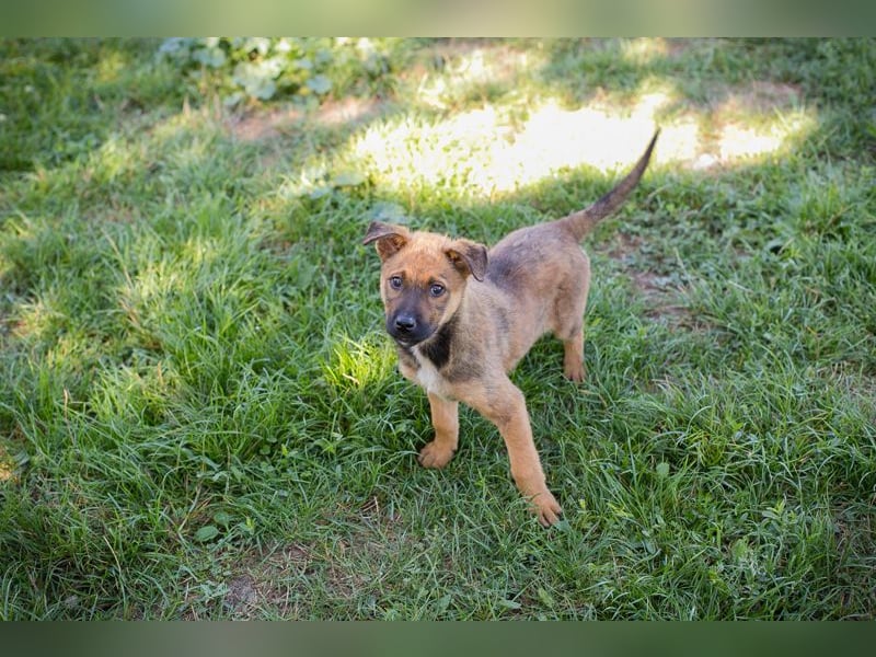 Chip 282322 sucht ein zu Hause