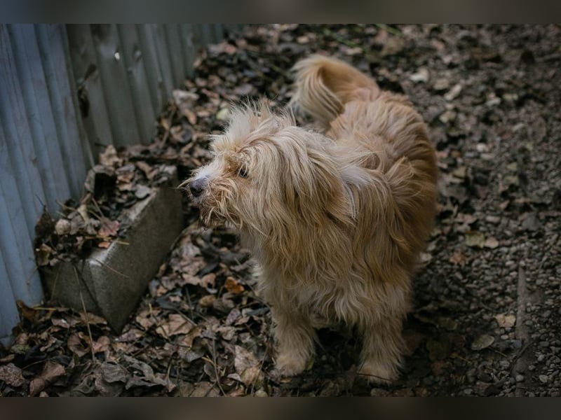 Chip 223139: Sucht ein Zuhause