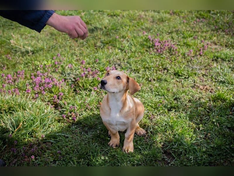 Chip 271750 sucht ein Zuhause