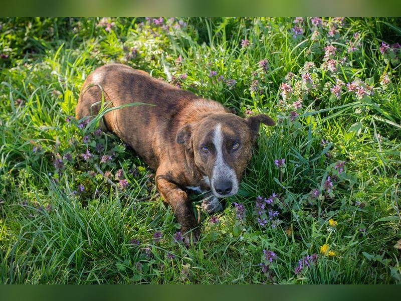 Chip 255560 sucht ein Zuhause