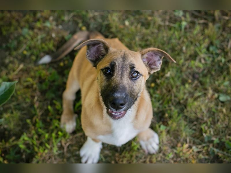 Chip 267946 sucht ein Zuhause