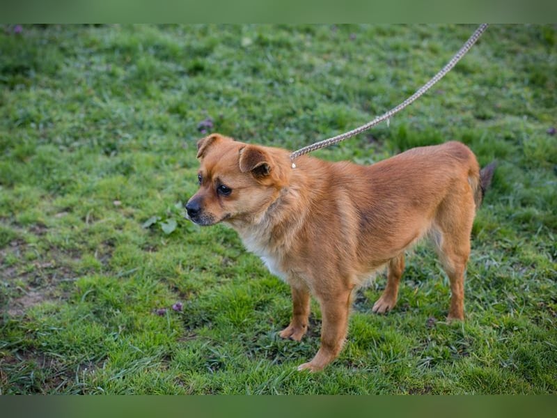 Chip 191148 sucht ein Zuhause