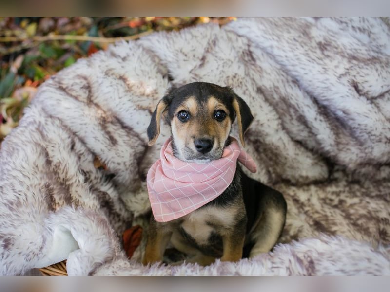 Chip 257113: Hundekind sucht ein Zuhause