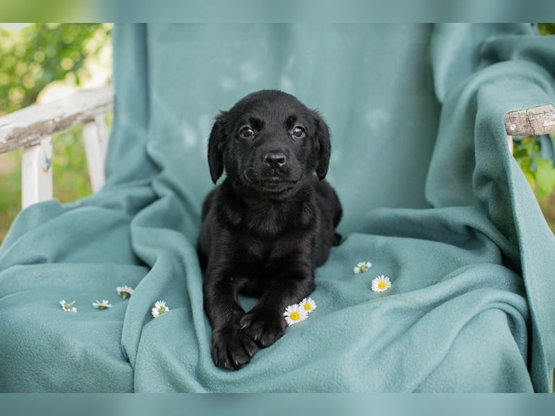 Chip 255286 sucht ein Zuhause