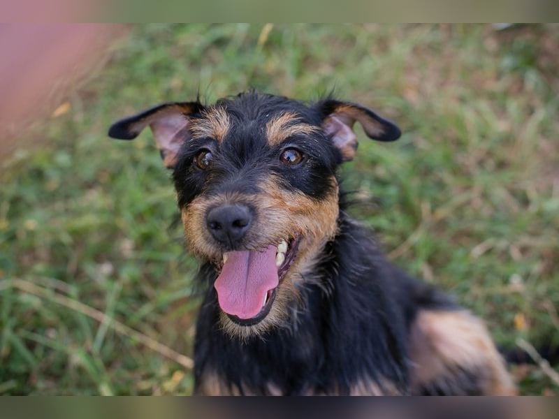 Eloise: Sucht ein Zuhause