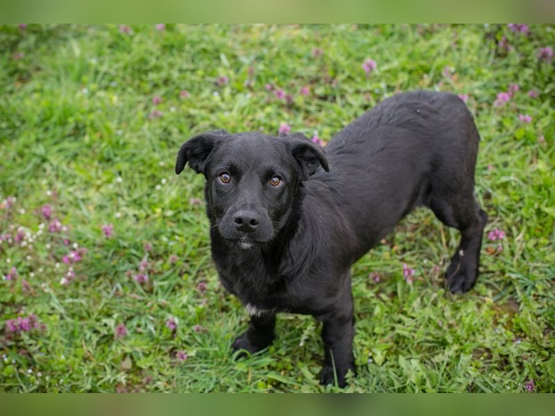 Chip 272023 sucht ein Zuhause