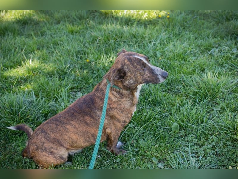 Chip 255560 sucht ein Zuhause