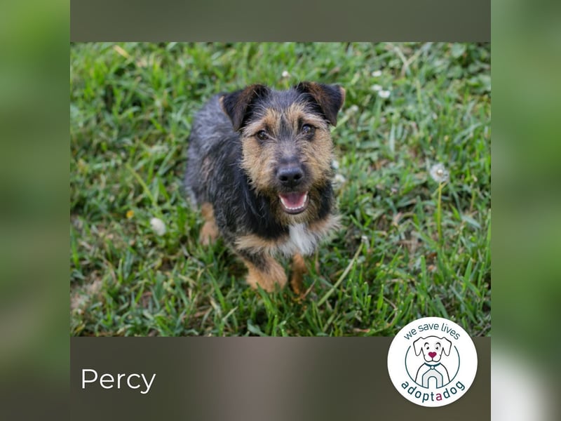 Percy sucht ein Zuhause