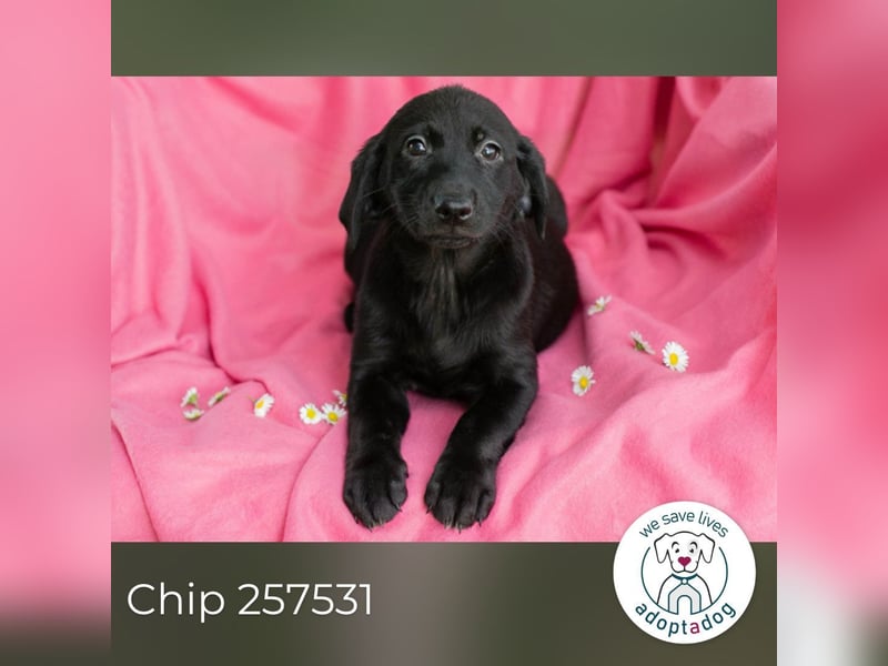 Chip 257531 sucht ein Zuhause