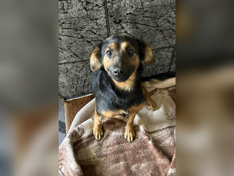 Averna: sucht ein Zuhause