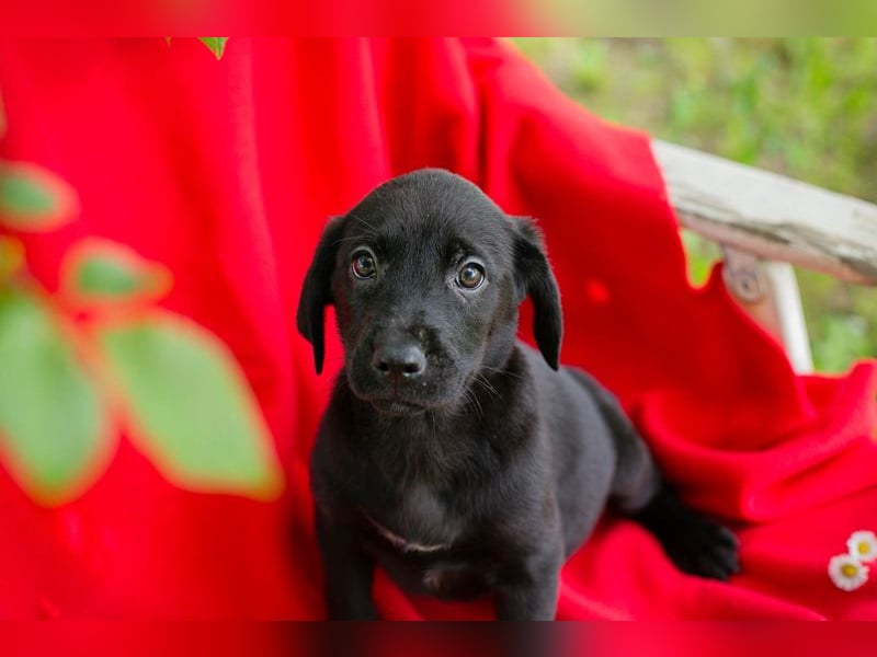 Chip 255437 sucht ein Zuhause