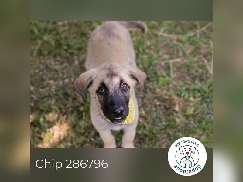 Chip 286796 sucht ein Zuhause