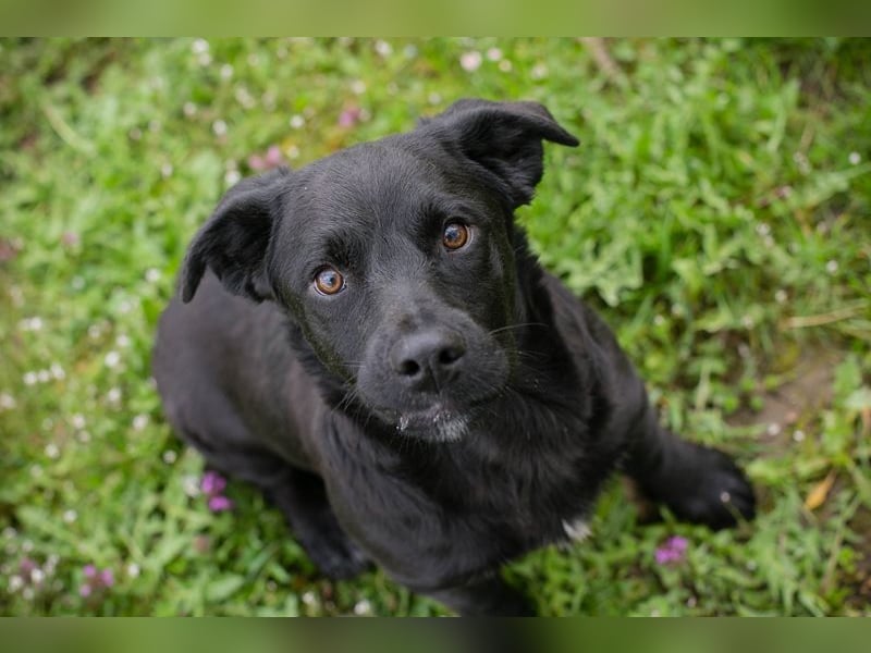 Chip 272023 sucht ein Zuhause