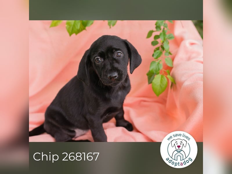 Chip 268167 sucht ein Zuhause