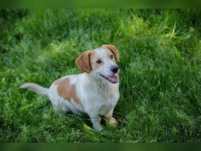 Biscuit sucht ein Zuhause