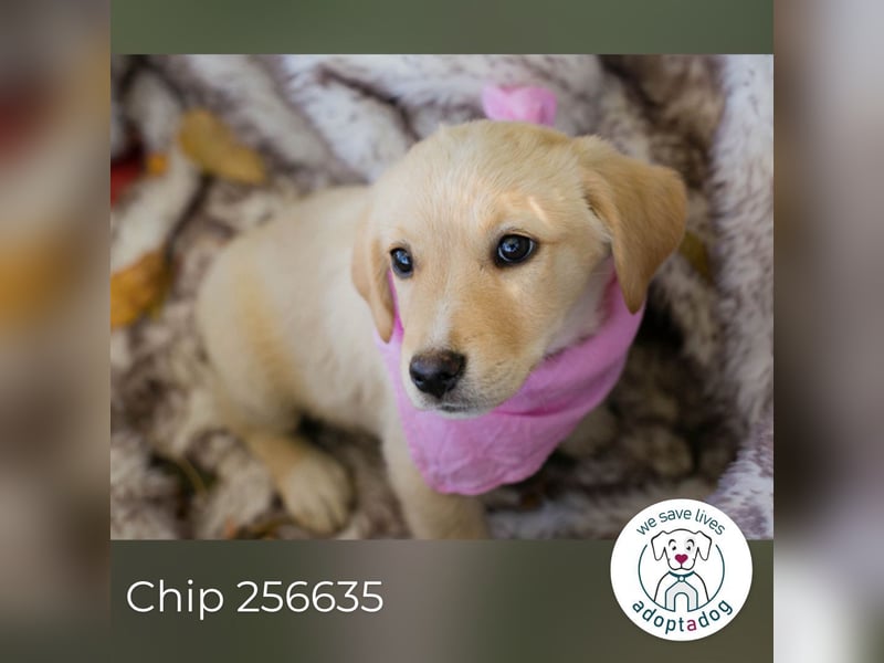 Chip 256635: Hundekind sucht ein Zuhause