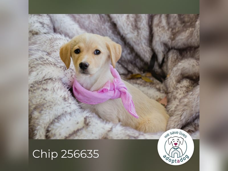 Chip 256635: Hundekind sucht ein Zuhause