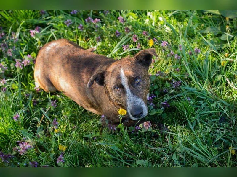 Chip 255560 sucht ein Zuhause