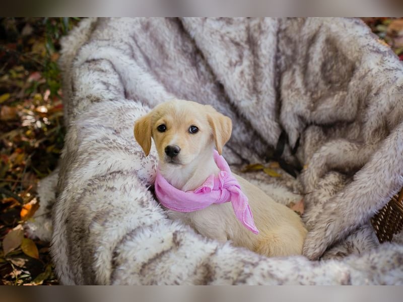 Chip 256635: Hundekind sucht ein Zuhause