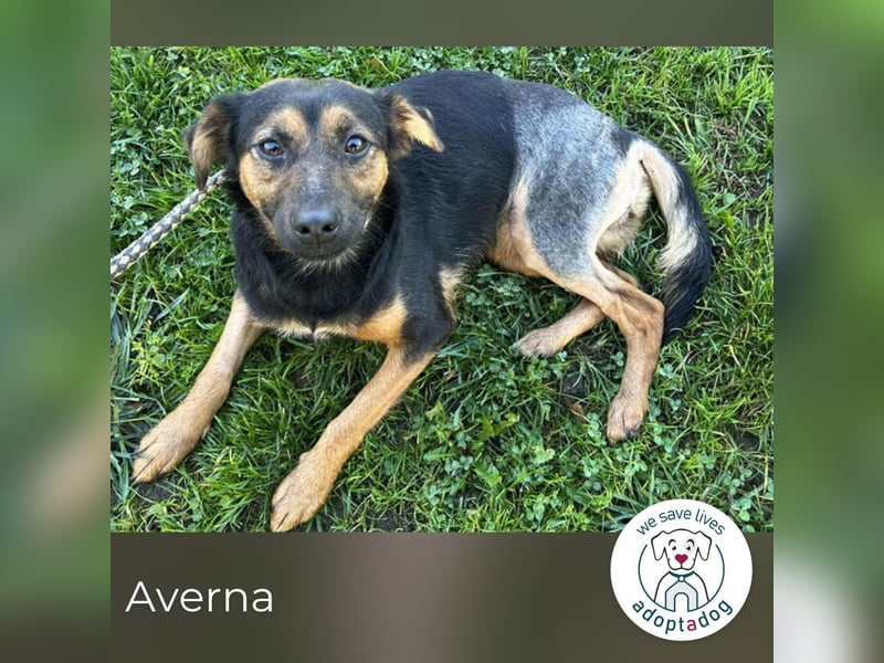 Averna: sucht ein Zuhause