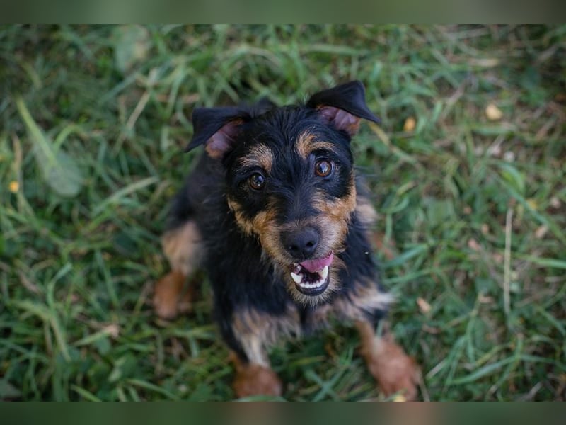 Eloise: Sucht ein Zuhause