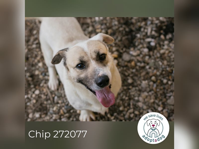 Chip 272077 sucht ein Zuhause