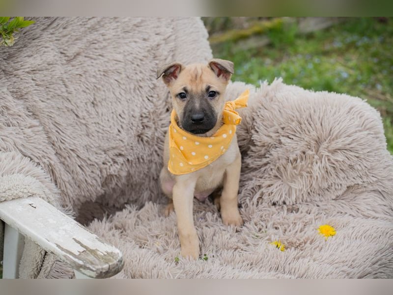 Chip 272005 sucht ein Zuhause