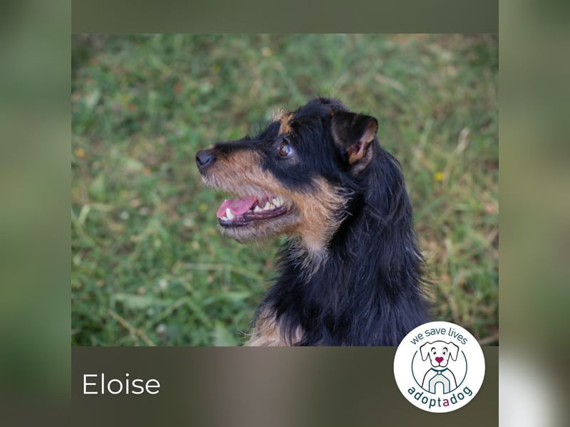 Eloise: Sucht ein Zuhause