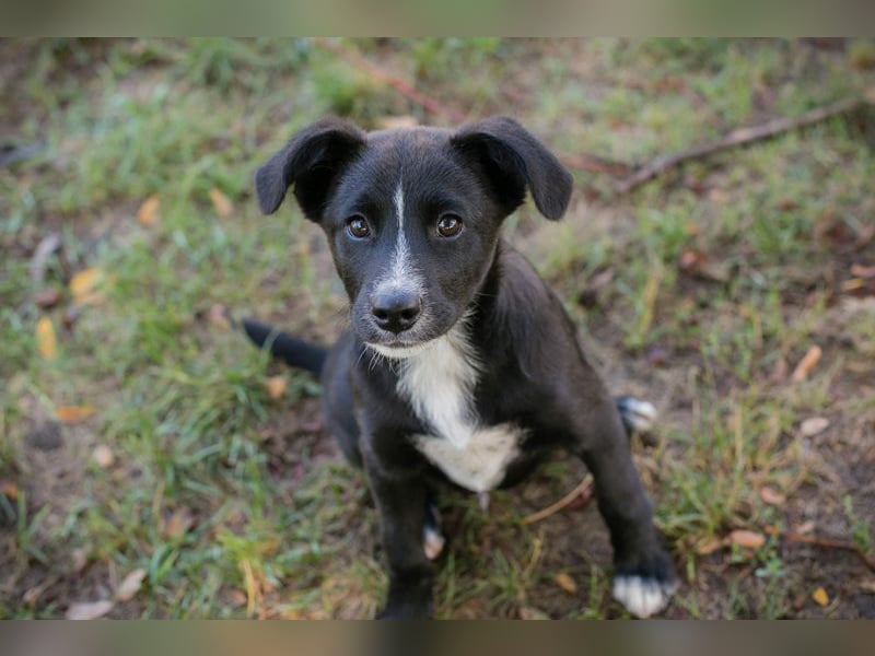 Chip 282418 sucht ein Zuhause
