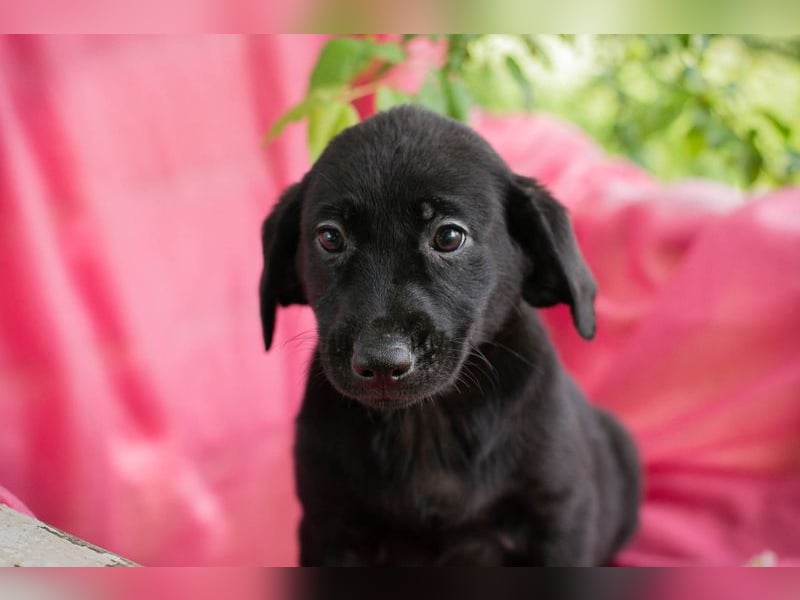 Chip 257531 sucht ein Zuhause