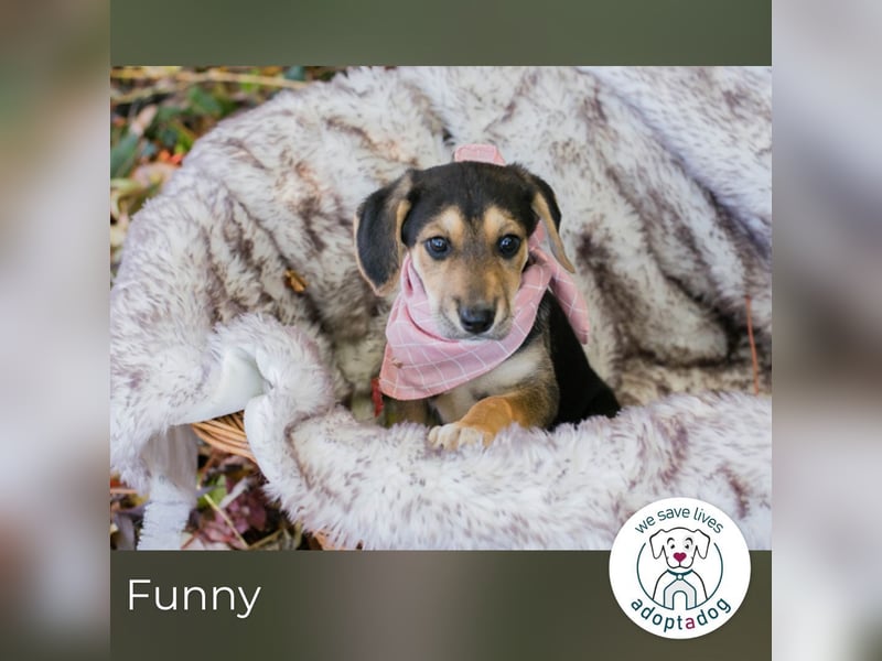 Funny: Hundekind sucht ein Zuhause