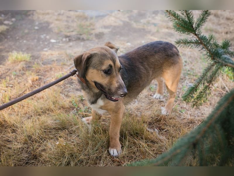 Chip 283972 sucht ein zu Hause