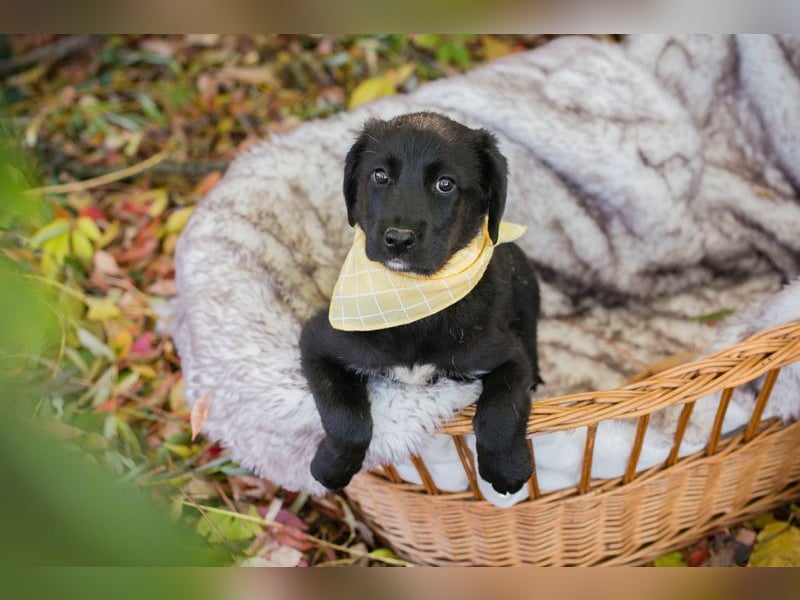 Chip 275179: Hundekind sucht ein Zuhause