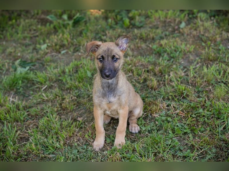 Chip 258583 sucht ein Zuhause