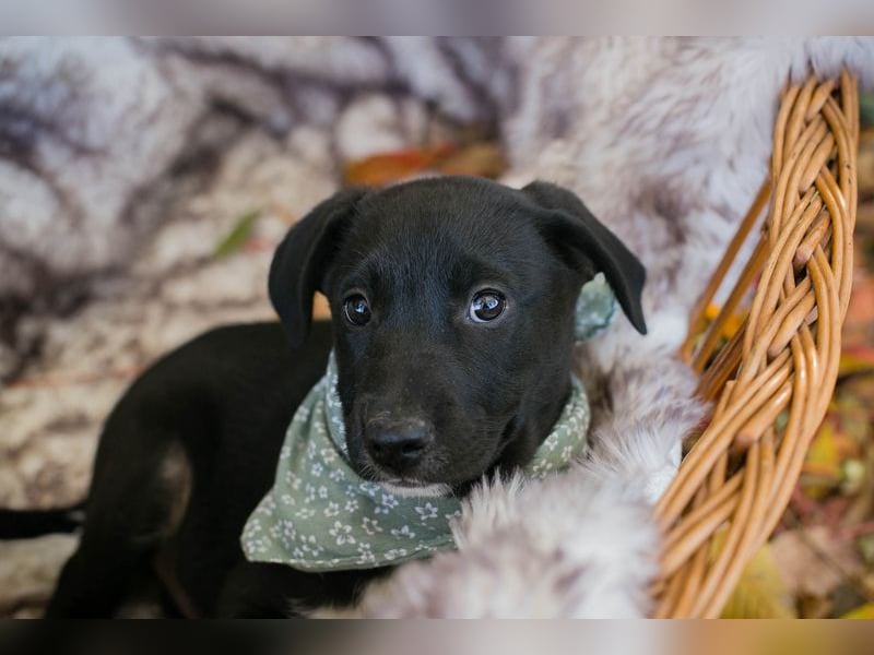 Chip 274368: Hundekind sucht ein Zuhause