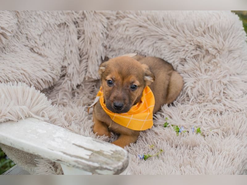 Chip 271439 sucht ein Zuhause