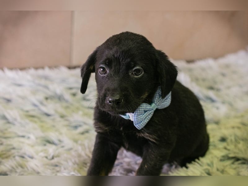 Baghira sucht ein Zuhause