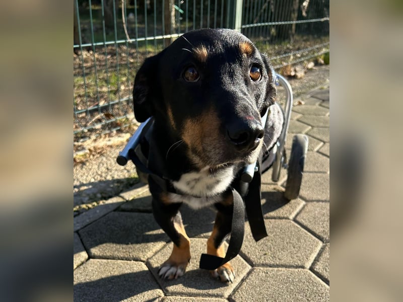 Sidney: Ein Wunder auf vier Pfoten