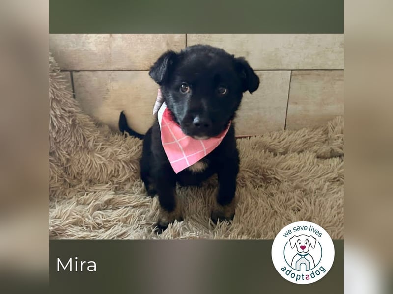 Mira: Süßes Welpenmädchen