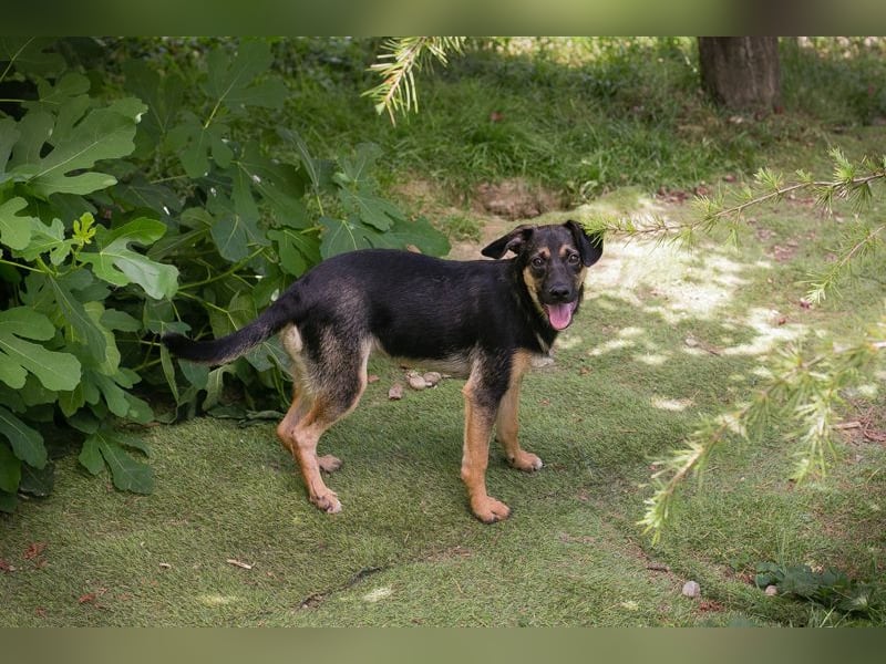 Thila sucht ein Zuhause