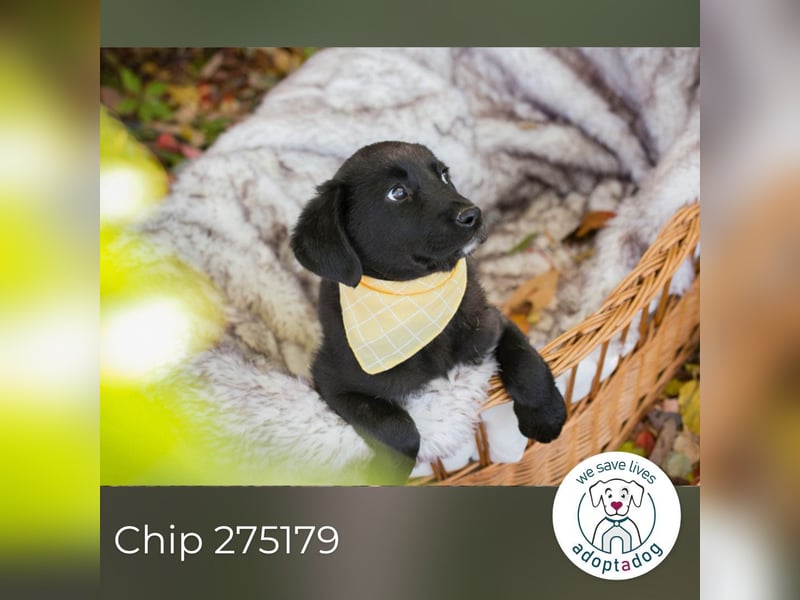 Chip 275179: Hundekind sucht ein Zuhause