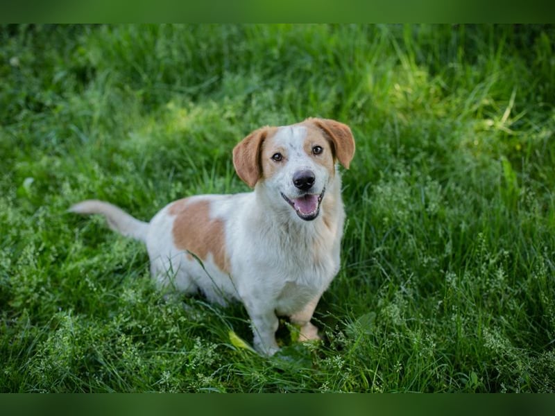 Biscuit sucht ein Zuhause