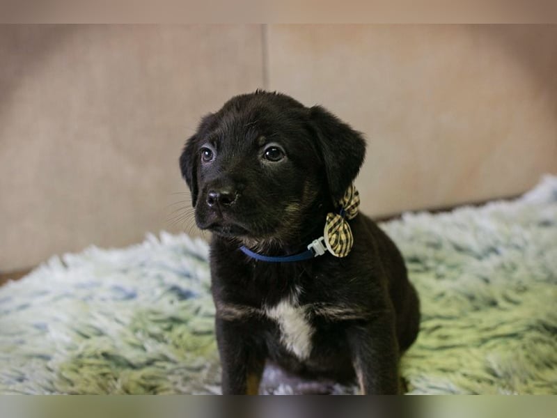 Milo sucht ein Zuhause