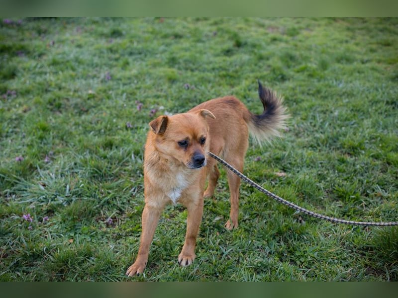 Chip 191148 sucht ein Zuhause