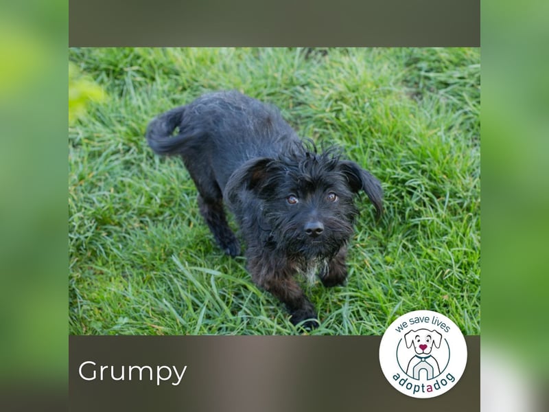 Grumpy sucht ein Zuhause