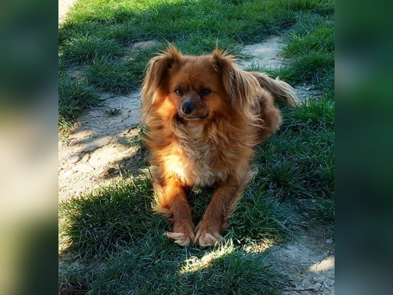 Tika: Liebevolles Kämpferherz