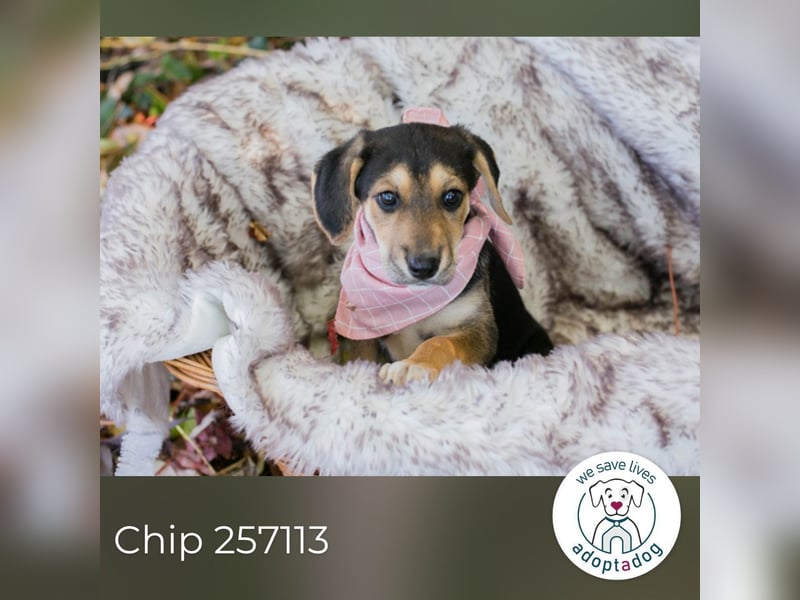 Chip 257113: Hundekind sucht ein Zuhause
