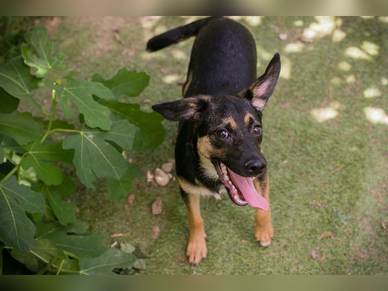 Thila sucht ein Zuhause